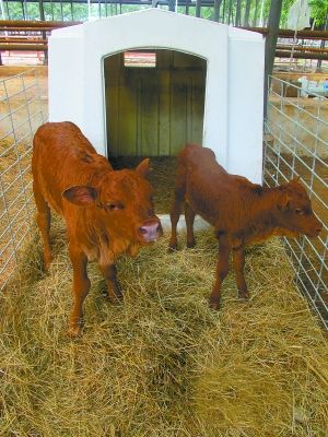 “雪花牛肉”克隆牛在京诞生 想吃至少等3年